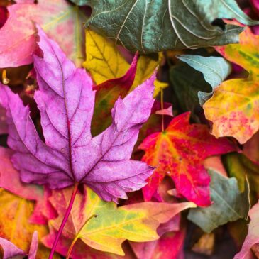 Depurare e Rinforzare l’Organismo in Autunno: Prepararsi all’Inverno con un Approccio Integrato